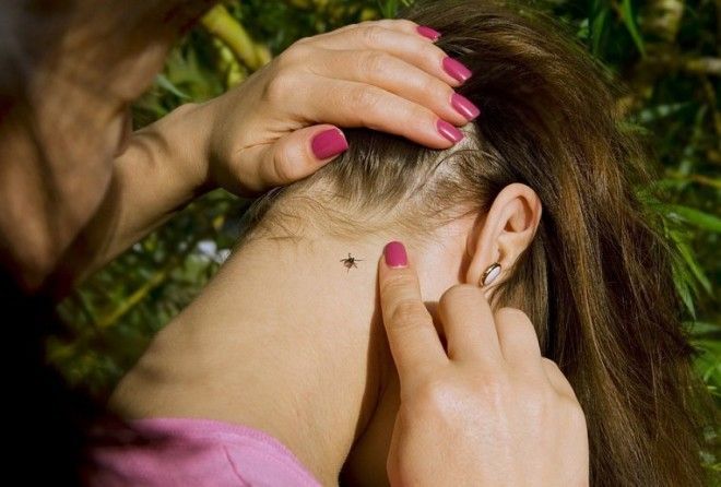 Носить закрытую одежду и делать прививки.