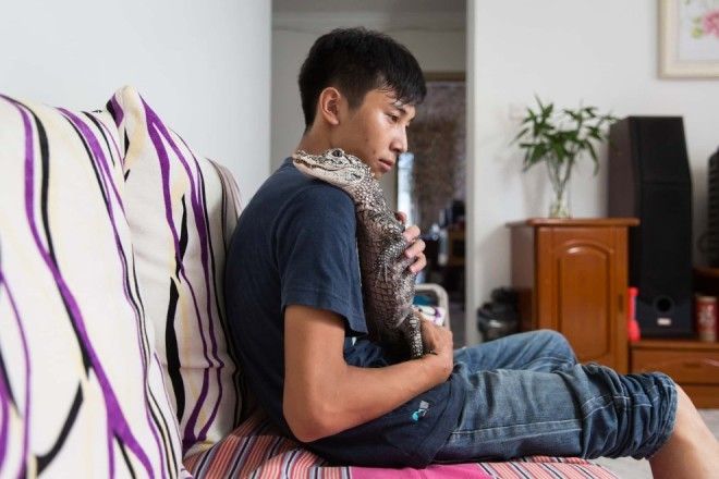 Крокодилы, змеи, обезьяны, пауки — кто еще живет в китайских квартирах?