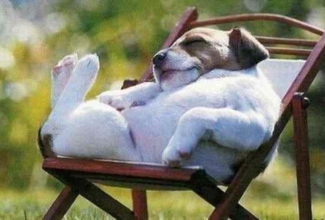 Точные копии своих хозяев! )))