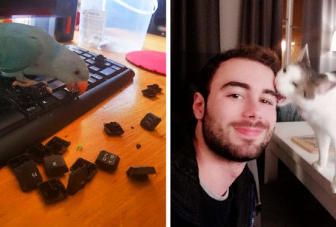 Милашки, на которых невозможно обижаться