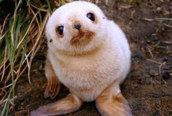 На эту подборку невероятно милых детенышей животных невозможно смотреть без улыбки.