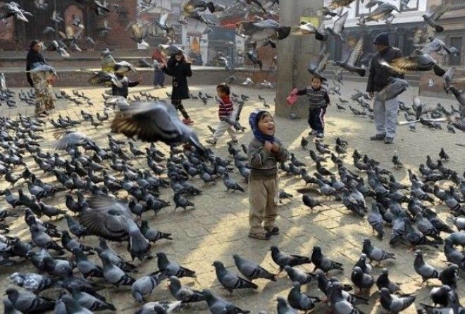 В чем причина внезапно обострившейся нелюбви к этим птицам?